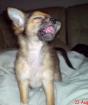Chihuahua LH Rüde mit Papiere