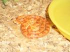 Kornnattern Albino und Classic