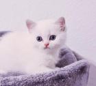 Süße Reinrassige Bkh Kitten mit schönen blauen