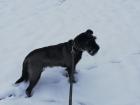 Schnauzer Dame abzugeben