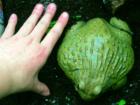 Pyxicephalus adspersus Afrikanische Ochsenfrösche zu verkaufen