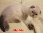 BKH / Britische / Kitten