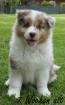 Reinrassiger Australian Shepherd Welpe red-merle weiblich