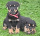 Rottweiler welpen