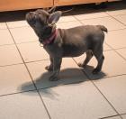Reinrassige Französisch Bulldogge