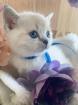 Scottish fold Kätzchen