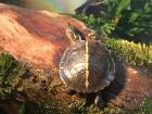 Rückenstreifen Zierschildkröten Chrysemys picta dorsalis