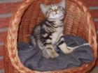 BKH goldenes Whiskaskaterchen Akito sehr lieb