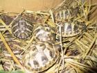 Griechische-Landschildkröten THH und THB