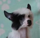 Chinesischer Schopfhund Welpe