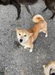 Hatsumi - lieb sozial neugierig - Shiba Inu Mischling