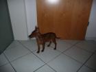Rehpinscher Zergpinscher 12 Wo. alt Rüde