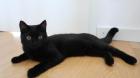 Kater BKH - schwarz/dunkelbraun - 5 Monate alt