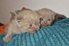 4 Kitten scottish fold Kurzhaar