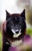 Venom. aktiver lieber Hundeopi