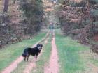 Hundefutter Trockenfutter oder Naßfutter was suchen Sie