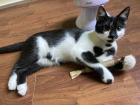 Katze Siam/EK- Mix 6 Monate alt kastriert abzugeben