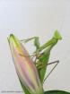 Indische Riesengottesanbeterin Hierodula membranacea
