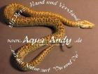 Python molurus bivittatus granit 450 - Euro
