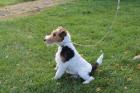 Drahthaar Foxterrier Welpe.