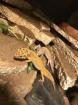 Leopardgeckos weiblich