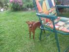 Balou reinrassiger Zwergpinscher sucht liebevolles Zuhause Preis 450 Euro
