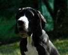 Deutsche Doggen Welpen - vom White Temple VDH