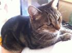 Katze in gute Hände zu vergeben an Leute die auch genügend Zeit für sie haben