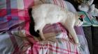 Susi 2 Jahre sucht ein zuhause