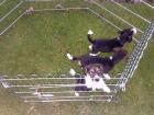 3 wunderschöne Beaglewelpen suchen neuen Wirkungskreis