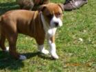 American Stafford bereit zum abgeben 9 Wochenjung