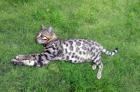 Bengal Kater