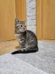 Verschenke BKH-Maine-Coon Kätzchen