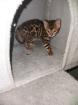 Bengalkitten suchen neues Zuhause