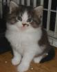 Zwei süsse MAINE-COON-Babies
