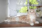 Typvoller Maine Coon Kater in liebevolle Hände abzugeben