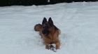 Schäferhund Rüde mit roten SV Papieren