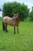 Biete Reitbeteiligung an Araber-Mix in Herdecke Grenze Dortmund