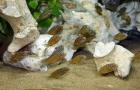 Tropheus Moliro Jungtiere