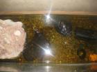 Zwei Wasserschildkröten mit Zubehör zu verkaufen