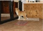 Colliewelpe gold-sable-weiss VDH-Pap. langh. von priv