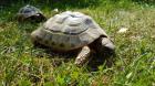 Griechische Landschildkröten