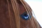 Quarter Horse Fohlen 2022 unsere Hompage