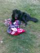 Hund sucht neues Zuhause