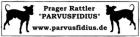 Prager Rattler Parvusfidius bekommt bald Welpen