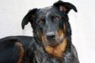 Beauceron Welpen harlekin und noir et feu Wurfplanung April 2022