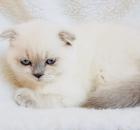 Bkh Blue Point Scottish fold
