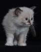 Ragdoll s von Bilk