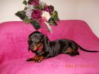Dackel Welpe Kurzhaar Zwerg Teckel Dachshund