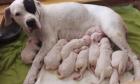 Dogo Argentino Welpen aus VDH / FCI Zuchtstätte